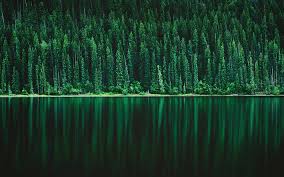 wallpapers forest lake green