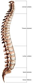 Creating a simple backbone.js model. Spinal Anatomy Vertebral Column