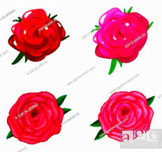a rose flower stock vector vector and