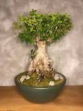 bonsai-ağacı-dalından-nasıl-çoğaltılır
