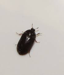 black carpet beetles atenus spp