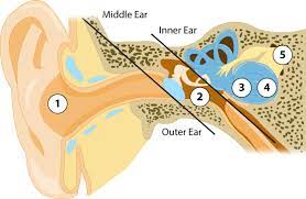 Associated Hearing Aid Services gambar png