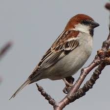 Russet Sparrow Wikipedia