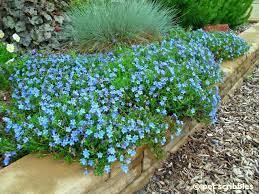 For a perennial garden, flowering thyme is such a nice addition because it's both ornamental and edible, says tara nolan, author of gardening your front yard. Lithodora A Perennial With Intense Blue Flowers Some Say Hardy To Z6 Others Z5a 20 Flowers Perennials Plants Perennials