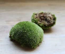 How To Care For Moss Perfect For