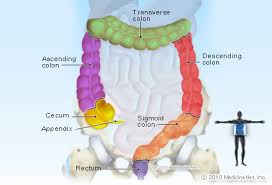 It extracts water and salt from. Colon Picture Image On Rxlist Com