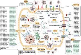 human genetic basis of coronavirus