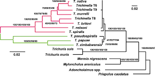 Biology And Genome Of Trichinella Spiralis