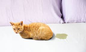 how long does cat urine odor last