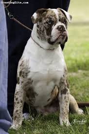 Tok is an elite breeder of the alapaha blueblood bulldog. Pin On Blue Blood Bulldog
