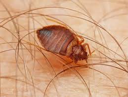 bed bugs or scabies