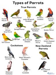 parrots list of types facts care as