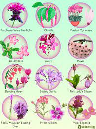 75 Plants With Pink Flowers Names