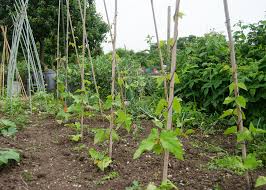 10 Easy To Grow Vegetables For Garden