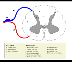upper motor neuron and lower motor
