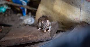 Mayor Eric Adams Fined For Rats On His