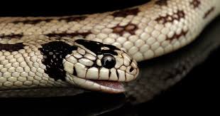 king snake care pet emporium 41st