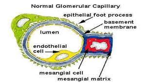 the glomerular basement membrane gbm
