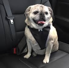 Pet Safety Dog Seat Belts More How