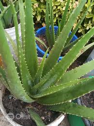 The cost of an aloe vera plant will depend on the size and where it's being purchased. Natural Aloe Vera Body All Skin Types Skin Care Price In Garki I Nigeria Olist