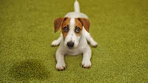 how to remove pet stains from a carpet
