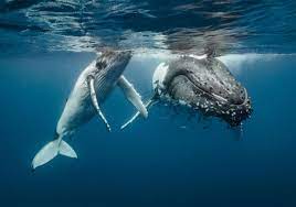 Commercial whaling in the 1800s and early 1900s significantly reduced the global humpback whale population. Humpback Whale Population Bounces Back Goodnet