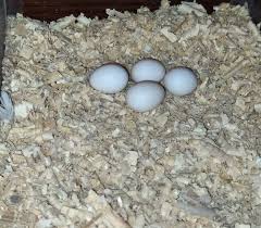scarlet macaw parrot eggs in