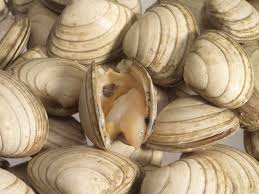 Types Varieties And Cooking Suggestions For Clams