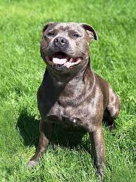 Is A Staffordshire Bull Terrier A Dangerous Dog gambar png