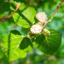 white mulberry leaf nccih