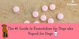 The 1 Guide To Famotidine For Dogs Aka Pepcid For Dogs