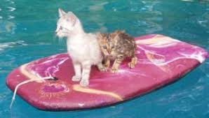 Image result for cats in swimming pool