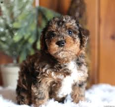 yorkie poo puppies