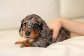 Find dachshunds for sale in seattle on oodle classifieds. Dapple Dachshund Puppy For Sale Seattle Wa