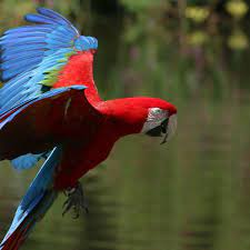 bali safari birds the red and green