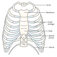In this episode we'll learn about the simple structure of the rib cage and have a look at the detailed anatomical parts of the ribs. Easy Notes On Thoracic Cage Muscles Formation And Shape Earth S Lab