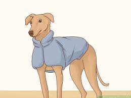 4 Ways to Keep Dogs Warm in the Winter - wikiHow