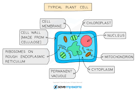 Click here for a labeled diagram of this cell. Features Of Organisms Cie Igcse Biology Revision Notes