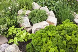 herb garden ideas for new gardeners