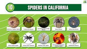 10 spiders in california a z s