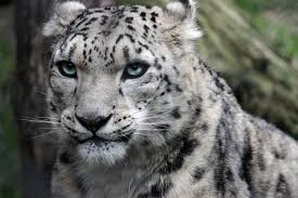 El leopardo de las nieves: 10 Datos Curiosos