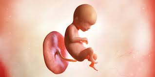 Zigot akan bergerak menuju rahim dan zigot memasuki usia 2 bulan ukuran bayi anda hanya sekitar satu inci. Informasi Lengkap Perkembangan Janin Dan Ibu Hamil Minggu Ke 11