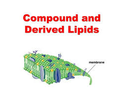 ppt compound and derived lipids