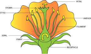 draw the diagram of a flower to show it