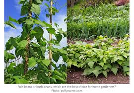 beans tall or short laidback gardener