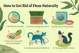 how to get rid of fleas naturally in 6