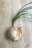 Can I plant a whole onion?