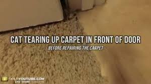 how to fix carpet damage from cat near