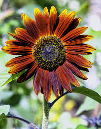 Red flowers that look like sunflowers. 15 Different Types Of Sunflowers Sunflower Varieties To Plant