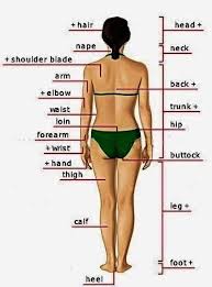 All body shapes are beautiful. Female Parts Of Body Name In Hindi Parts Of Body In Hindi A A A We Know All Human Body Parts Have Different Shapes And Different Functions